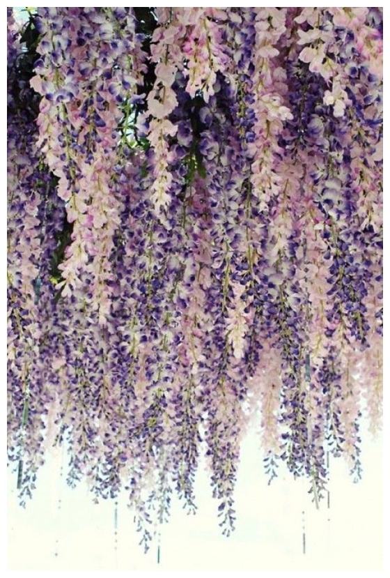 Lilac_Florals.jpg