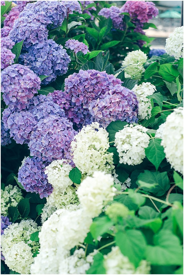 Purple and White Hydrangeas